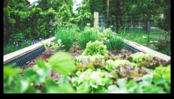 الملاذ العمودي: صمم ملاذك الهادئ مع مرتفعات البستنة