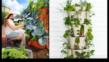 تزهر منضمة إلى الأعلى: مغامرات البستنة العمودية