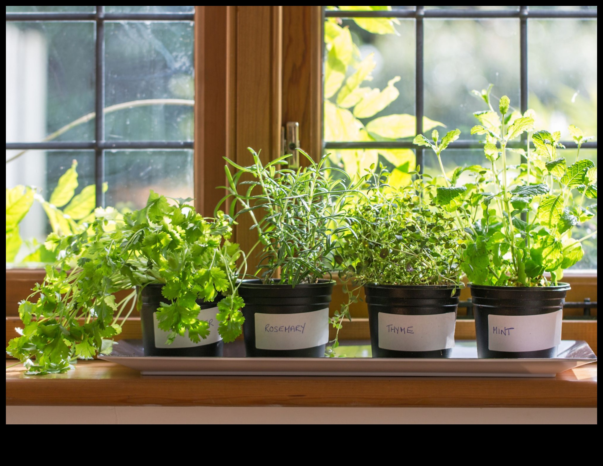 عجائب النافذة: زراعة أعجوبة البستنة الداخلية