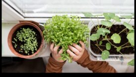 عجائب النافذة: زراعة أعجوبة البستنة الداخلية