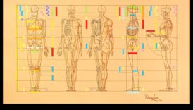 الشكل البشري: إتقان النسب في رسم الحياة