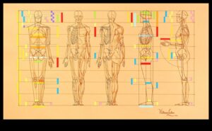 الشكل البشري: إتقان النسب في رسم الحياة