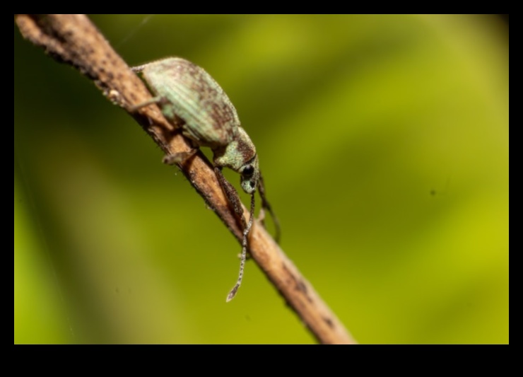 حرب الآفات: استراتيجيات لحديقة مزدهرة خالية من الآفات