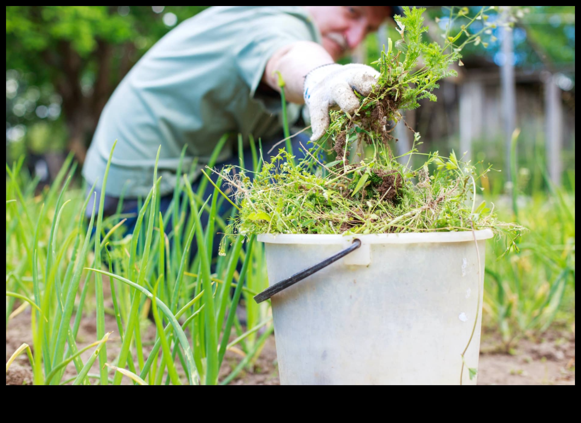 حرب الآفات: استراتيجيات لحديقة مزدهرة خالية من الآفات