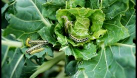 حرب الآفات: استراتيجيات لحديقة مزدهرة خالية من الآفات