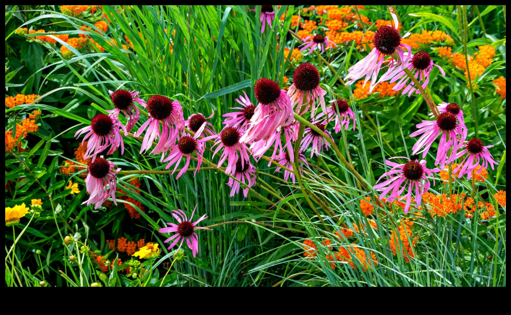 تم الكشف عن أسرار الطبيعة: أناقة DIY لحديقة مزدهرة