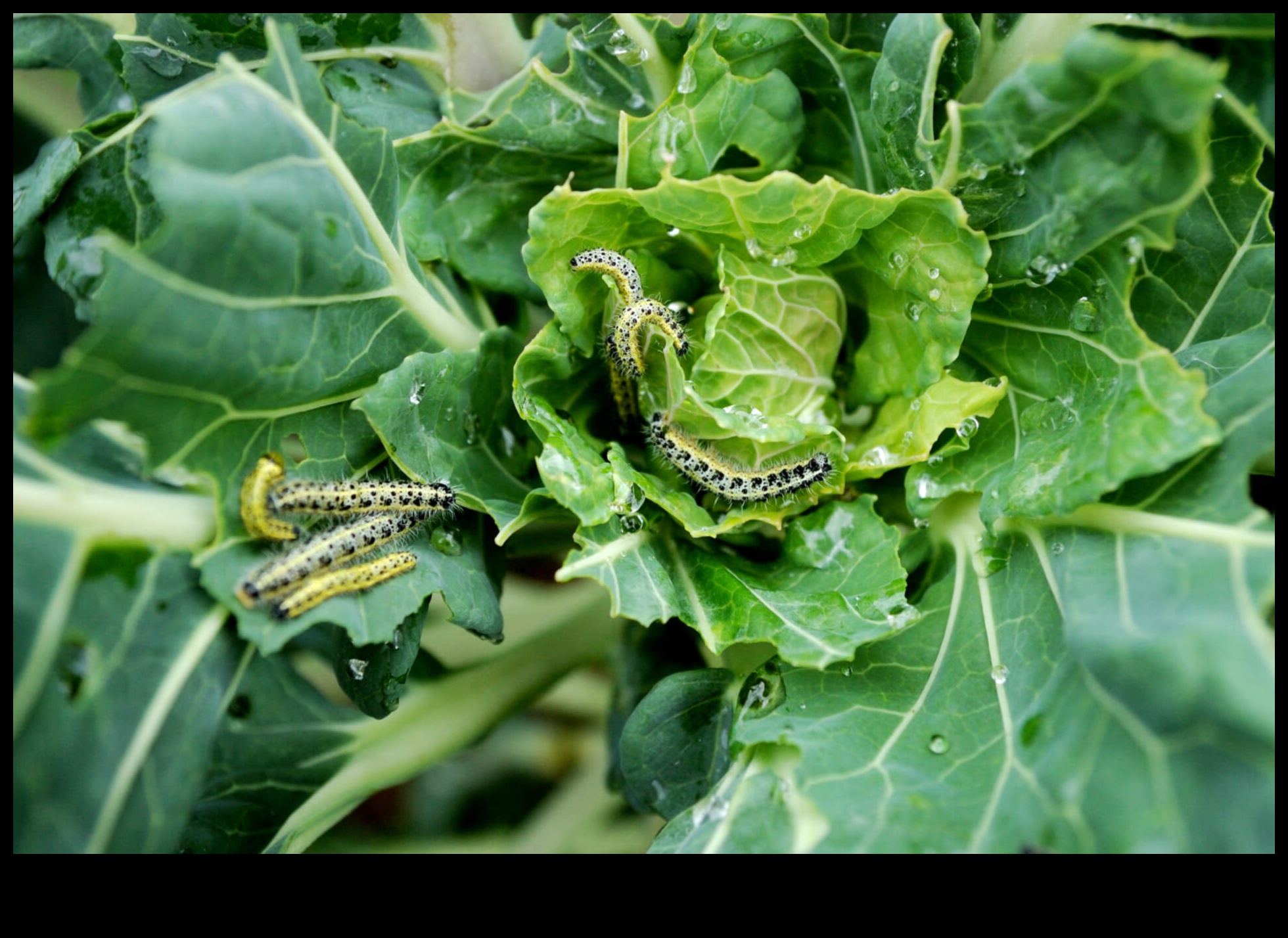 حرب الآفات: استراتيجيات لحديقة مزدهرة خالية من الآفات