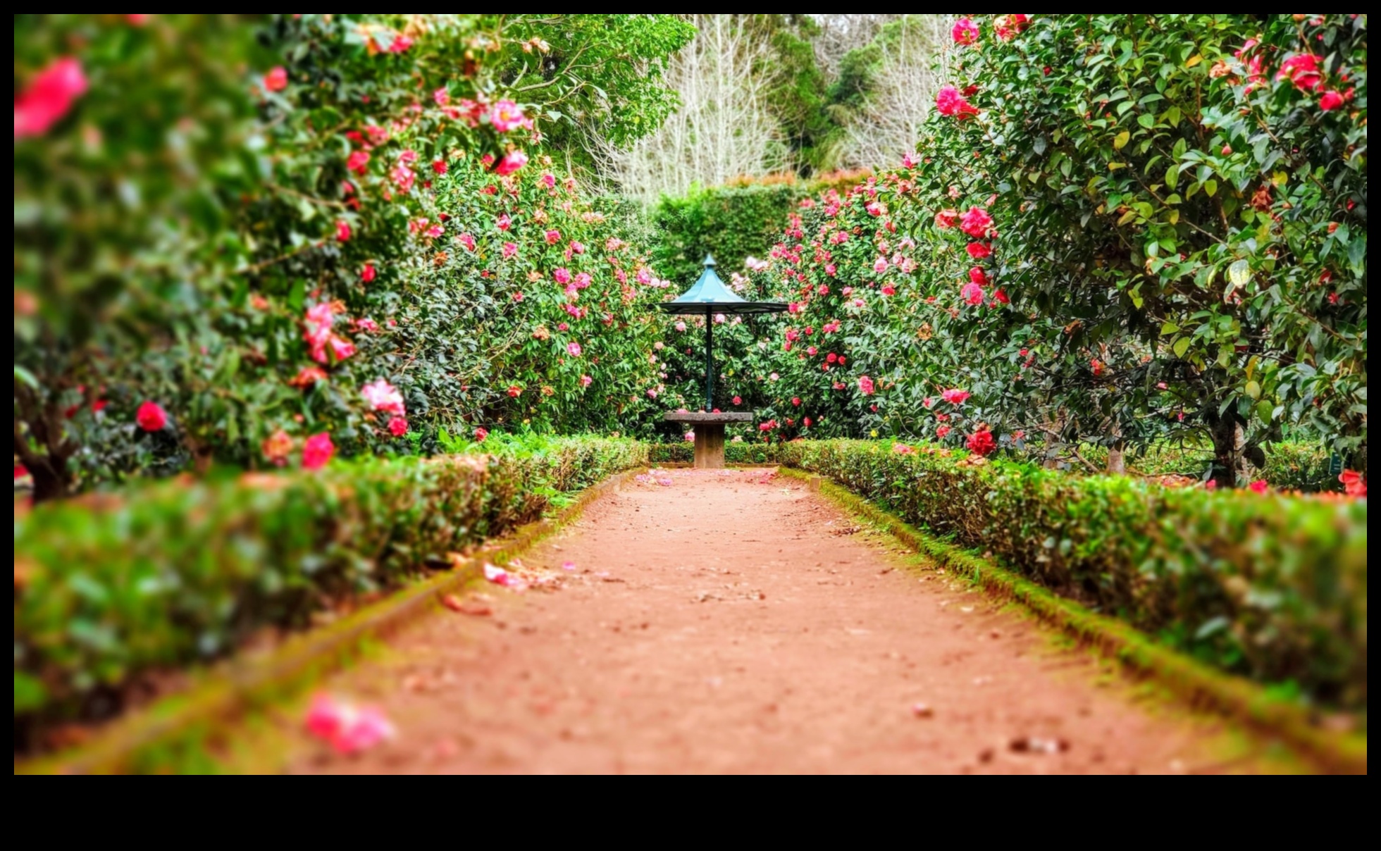 تم الكشف عن أسرار الطبيعة: أناقة DIY لحديقة مزدهرة